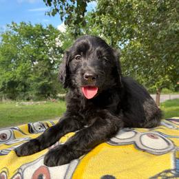 Violet - Black female Goldendoodle puppy in Oklahoma City, Oklahoma from Foneb Farm - The F1B Farm
