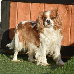 Maggie - Cavalier King Charles Spaniel