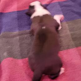 Naomi - Brown and white female Saint Bernard puppy in Lowpoint, Illinois from Minnie's Majestic Saints