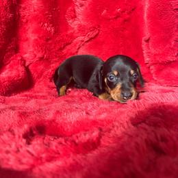 Leo - Black and tan male Dachshund puppy in Opelika, Alabama from Dachshund Darlins