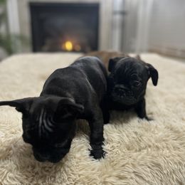 French Bulldog Puppies from Elite Frenchies of NC