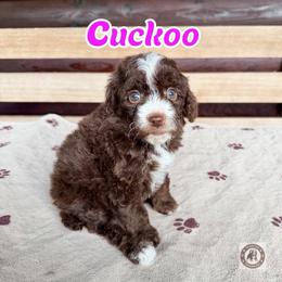 Cuckoo - female Golden Mountain Doodle puppy in Banner Elk, North Carolina from Walnut Tree Bernedoodles