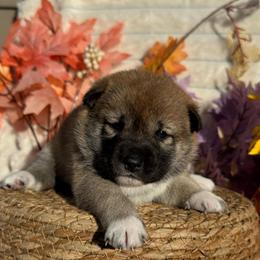 Pink - Sesame female Shiba Inu puppy in Elizabeth, New Jersey from Shiba Inu Loving Care