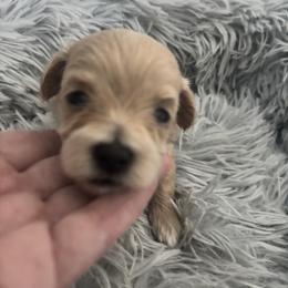 Lola - Apricot female Maltipoo puppy in Maricopa, Arizona from Pretty Poo