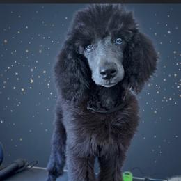 Starlette - Blue female Poodle puppy in Hesperia, California from Whitesock Standard Poodles