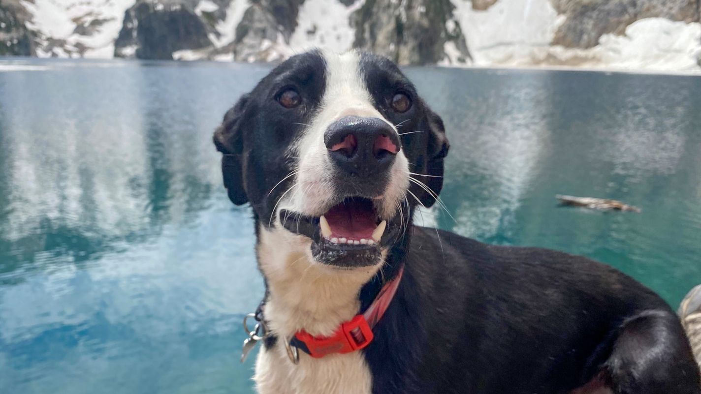 Mountain Cur