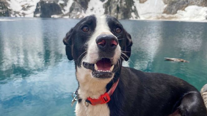 Mountain Cur