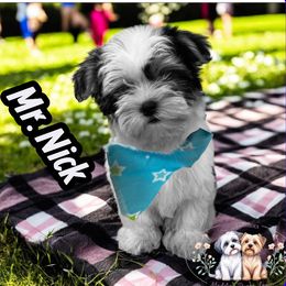 Nick - Black and white male Shih Tzu puppy in Ocala, Florida from Yorkie  And Shih Tzu Love