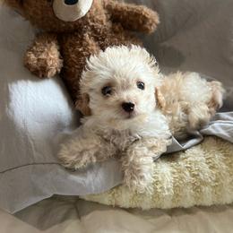 Winston - Cream male Poodle puppy in West Richland, Washington from PNW PAWS