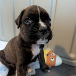 Rocco - Brindle male Boxer puppy in Wellington, Ohio from Brinkhaven Boxers