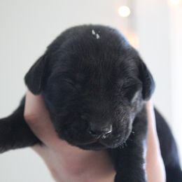 Golden Retriever and Labrador Retriever Puppies from Trenlock Kennels