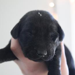 Golden Retriever and Labrador Retriever Puppies from Trenlock Kennels
