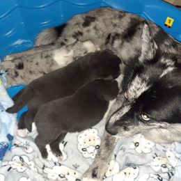 Pomsky Puppies from Ultimate Pomskies LLC