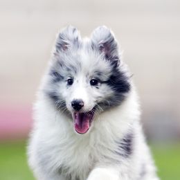 Shetland Sheepdogs from Maplecove Shelties