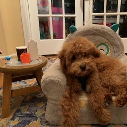 Goldendoodle, Poodle, and Sheepadoodle All Grown Up from Brewer's Goldendoodles & Sheepadoodles