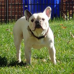 Louis - French Bulldog