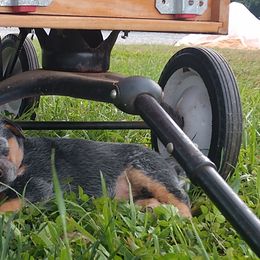 Australian Cattle Dog Puppies from Cindy McKinney's Australian Cattle Dogs