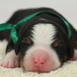 Bernese Mountain Dog Puppies from Joan Rogers