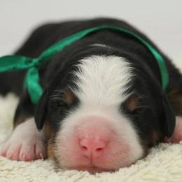 Bernese Mountain Dog Puppies from Joan Rogers