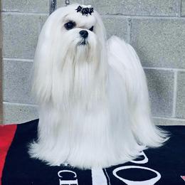 Britney - Maltese