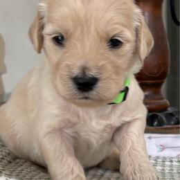 Green Girl - Cream female Goldendoodle puppy in Colorado Springs, Colorado from Pikes Peak Doodles