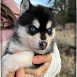 Runamok Midnight Masquerade (aka Masque) - Black and white female Pomsky puppy in St. Maries, Idaho from Runamok Farm