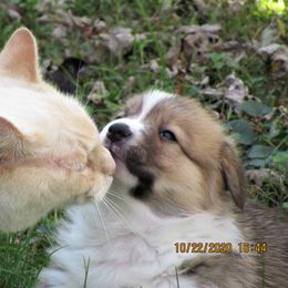 Pembroke Welsh Corgi Puppies from Cross Country Corgis