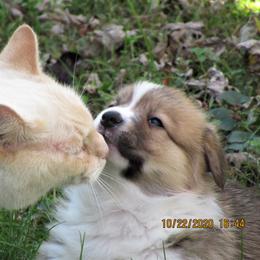 Pembroke Welsh Corgi Puppies from Cross Country Corgis