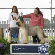 Beauceron and Briard All Grown Up from du Coeur Rose Briards and Beaucerons