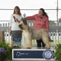 Beauceron and Briard All Grown Up from du Coeur Rose Briards and Beaucerons