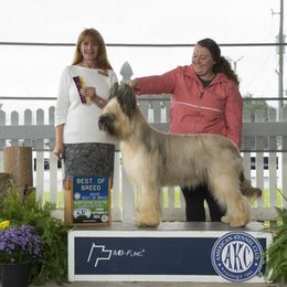 Beauceron and Briard All Grown Up from du Coeur Rose Briards and Beaucerons