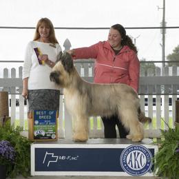 Beauceron and Briard All Grown Up from du Coeur Rose Briards and Beaucerons