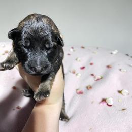 Opal - Sable female German Shepherd puppy in Oakland, Oregon from VHM German Shepherds
