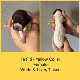 Te Fiti - White and liver female German Shorthaired Pointer puppy in Marshfield, Missouri from Pebblebrook German Shorthaired Pointers
