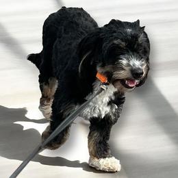 Bernedoodle puppies from Cavapoo Acres