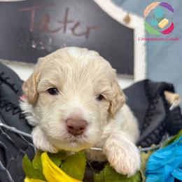 Tater - Caramel cream male Labradoodle puppy in Bowman, Georgia from Companion Creek Farm