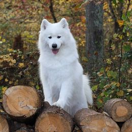 Samoyed All Grown Up from Koukla Samoyeds