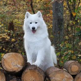 Samoyed All Grown Up from Koukla Samoyeds