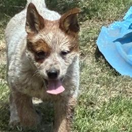 L65-01 - Red speckled male Australian Cattle Dog puppy in Sheridan, Oregon from 6pk Cattledogs