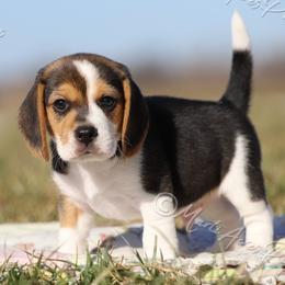 AKC 'Rocket' - Black tan and white male Beagle puppy in Lamar, Missouri from Marti Acres ~ Boston Terrier & Beagles