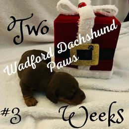"Available male choc/tan" Dachshund Puppies from Wadford Dachshund Paws