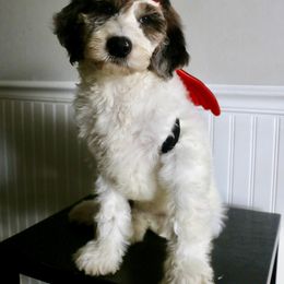 Cookie Dough - Parti female Goldendoodle puppy in Taylorsville, North Carolina from Heartfelt Doodles
