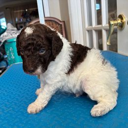 Louigi - Phantom male Poodle puppy in Huntsville, Alabama from Flint River Poodles