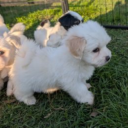 Spunky - White Coton de Tulear puppy in Mead, Oklahoma from Bar W Cotons