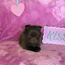 Girl 3 - Chocolate female Pomeranian puppy in Lexington, Oklahoma from BooneDox Miniature Dachshunds