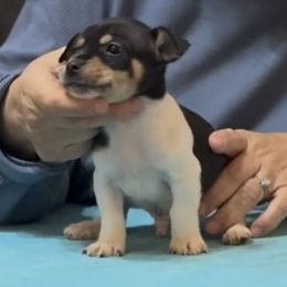 Rocket - White and black male Teddy Roosevelt Terrier puppy in Cumming, Georgia from Barnett’s Rambling Terriers
