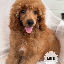 Milo - Red  male Poodle puppy in Monetta, South Carolina from Moonrise Poodles