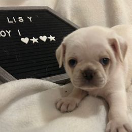 Boy 1 - White male Pug puppy in Norborne, Missouri from Pug Palace
