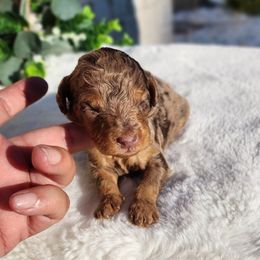 Jacob - Merle male Bernedoodle puppy in Dothan, Alabama from Farquharson's Poodles&Doodles