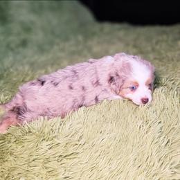Buddy - Red tri male Toy Australian Shepherd puppy in Pickens, South Carolina from Reflections of Star Crest Kennel